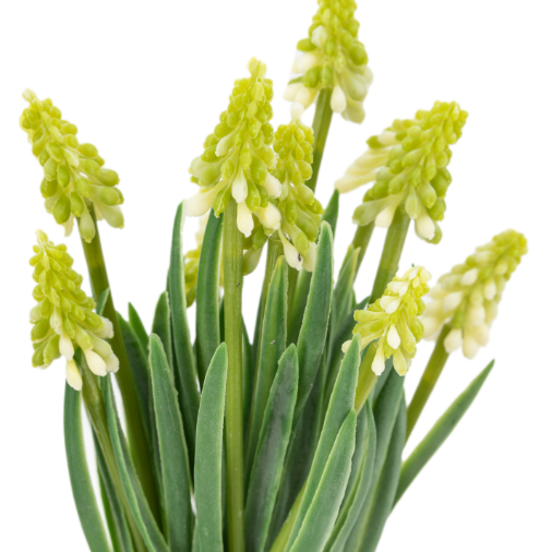Spring Hyacinths