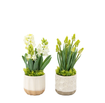 Spring Hyacinths