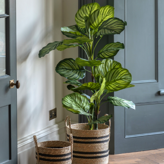 Potted Calathea Leaf Tree