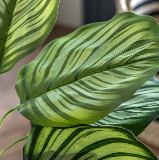 Potted Calathea Leaf Tree