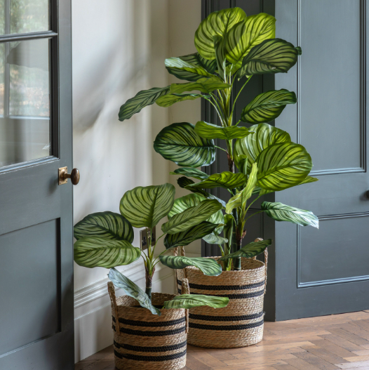 Potted Calathea Leaf Tree