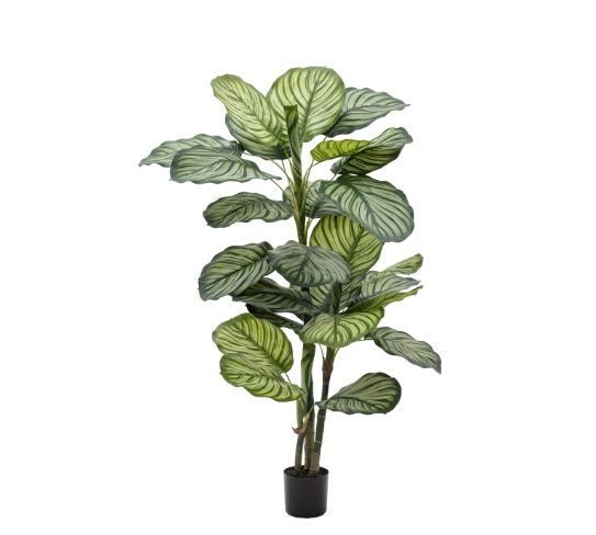 Potted Calathea Leaf Tree