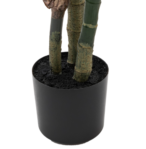 Potted Calathea Leaf Tree