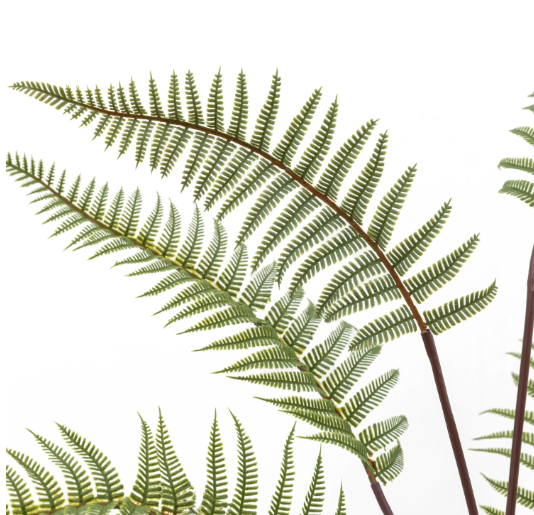 Tall Fern in Textured Grey Ceramic Pot