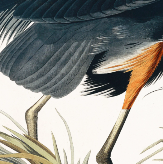 Vintage Blue Heron | Small