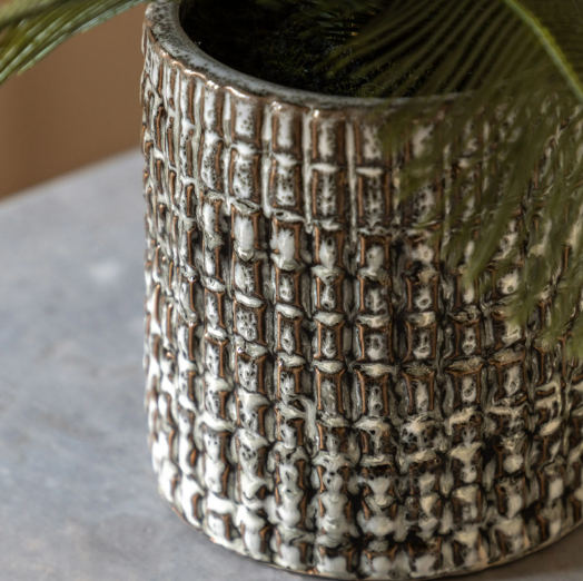Wide Fern in Concrete Pot