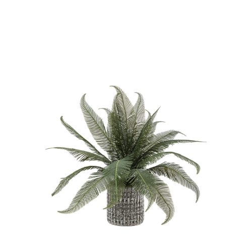 Wide Fern in Concrete Pot