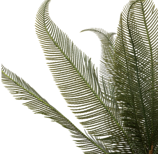 Wide Fern in Concrete Pot