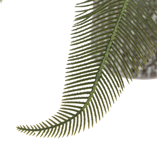 Wide Fern in Concrete Pot