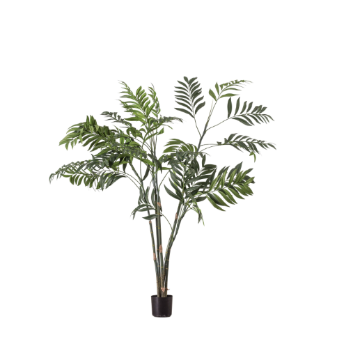 Areca Palm Tree | Small