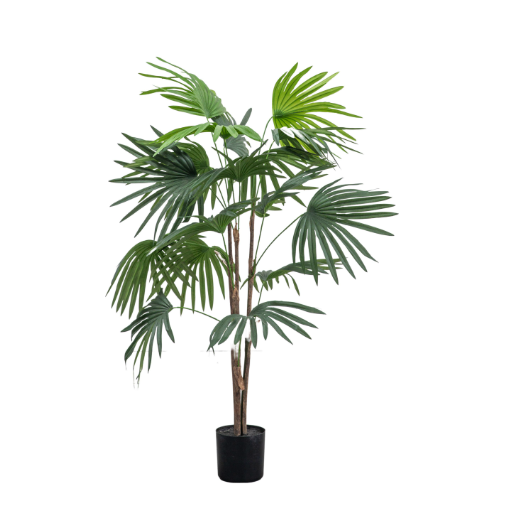 Chinese Fan Palm