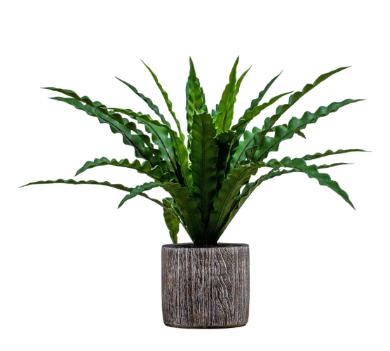 Potted Asplenium Fern