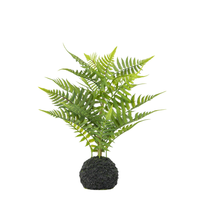 Lady Fern in Soil Green