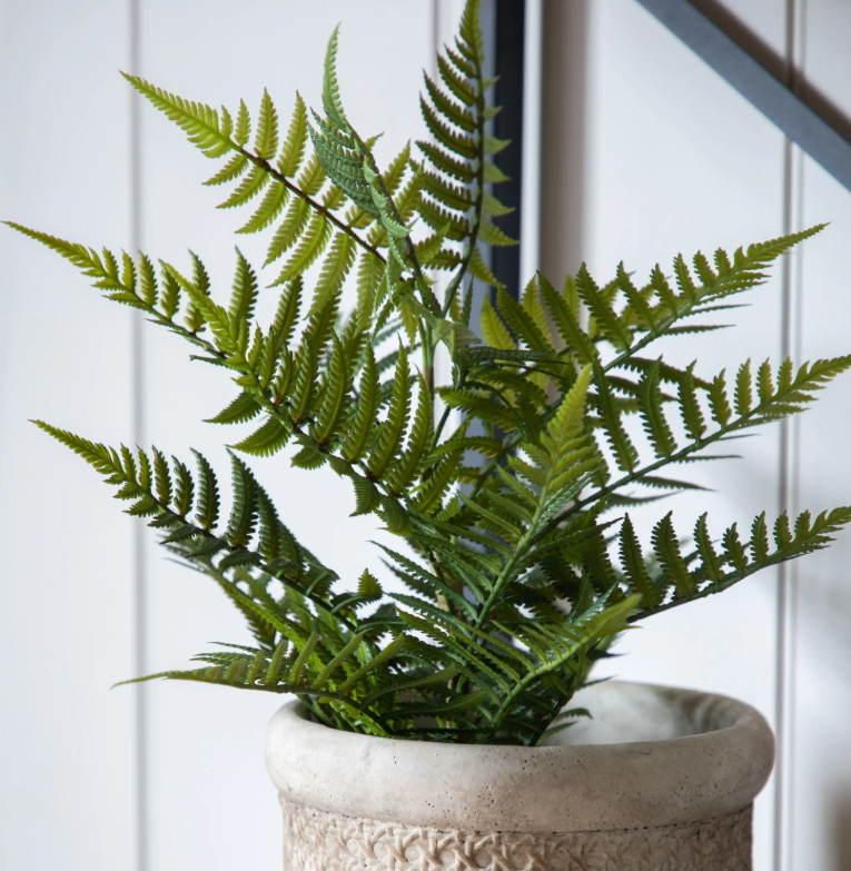 Lady Fern in Soil Green