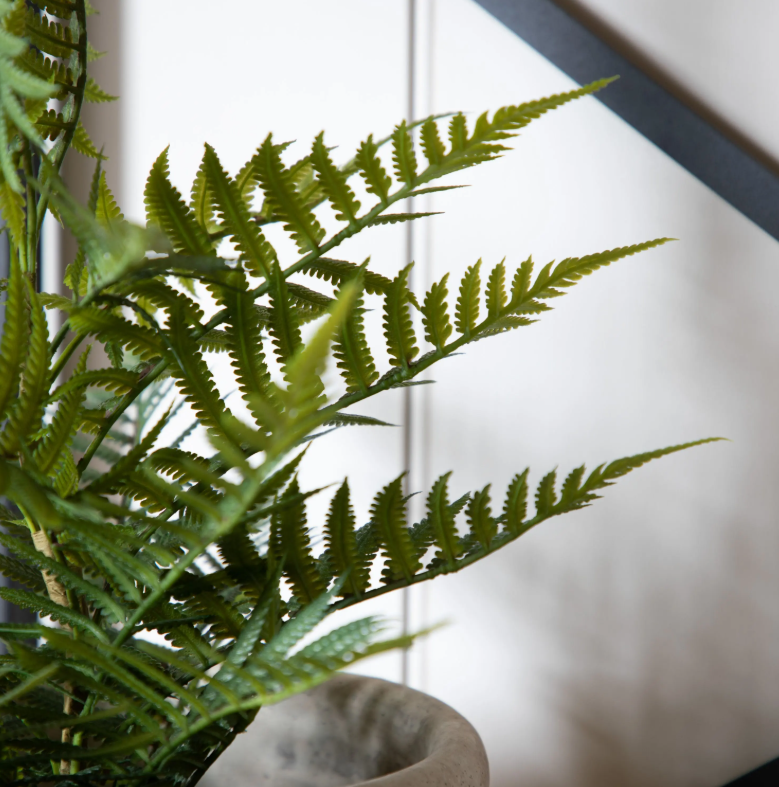 Lady Fern in Soil Green