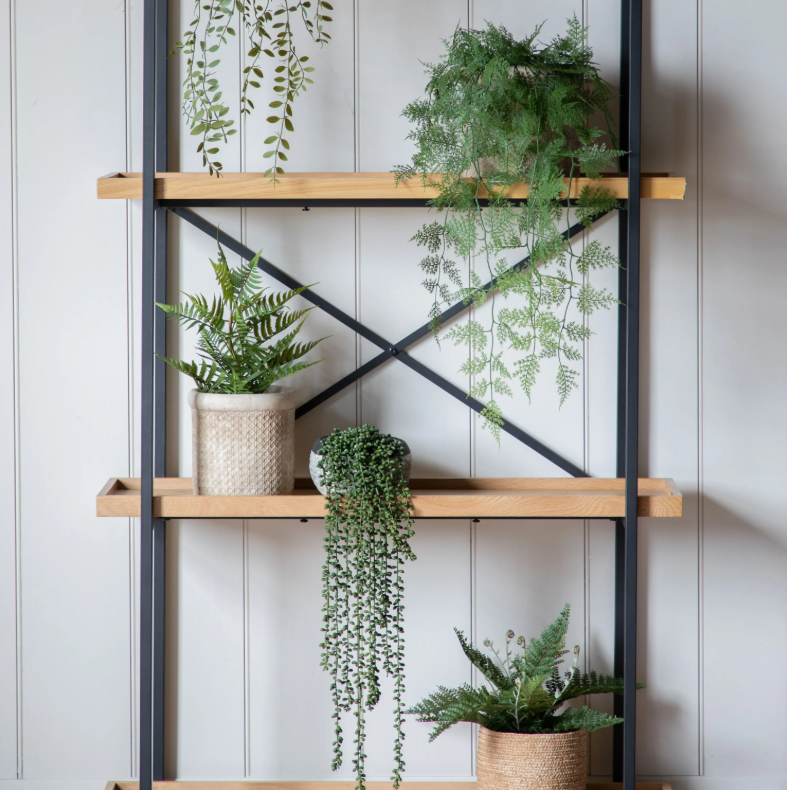 Lady Fern in Soil Green