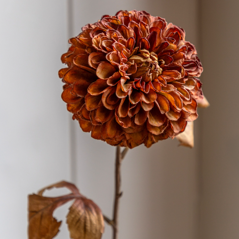 Dahlia | Burnt Orange
