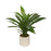 Dracaena with Pot