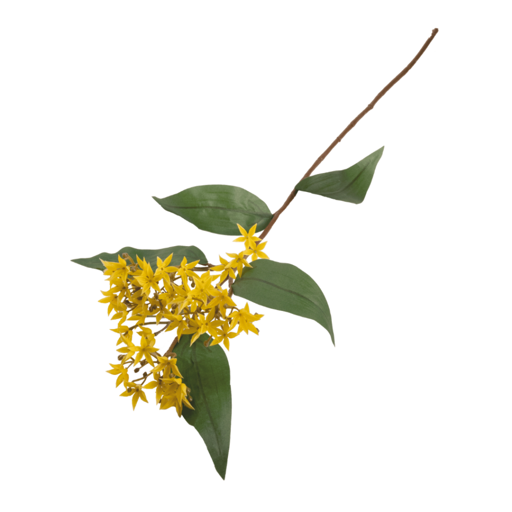 Butterfly Weed Yellow