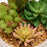 Artificial Succulent Plants in a Round Display Pot
