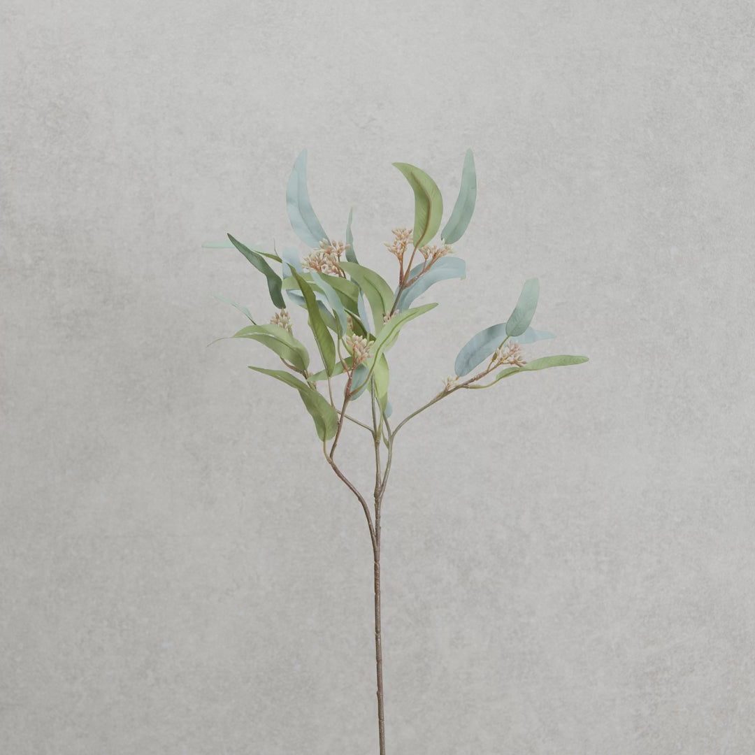 Eucalyptus Nicolii | Sage