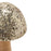 Large Gold-Flecked Mushroom