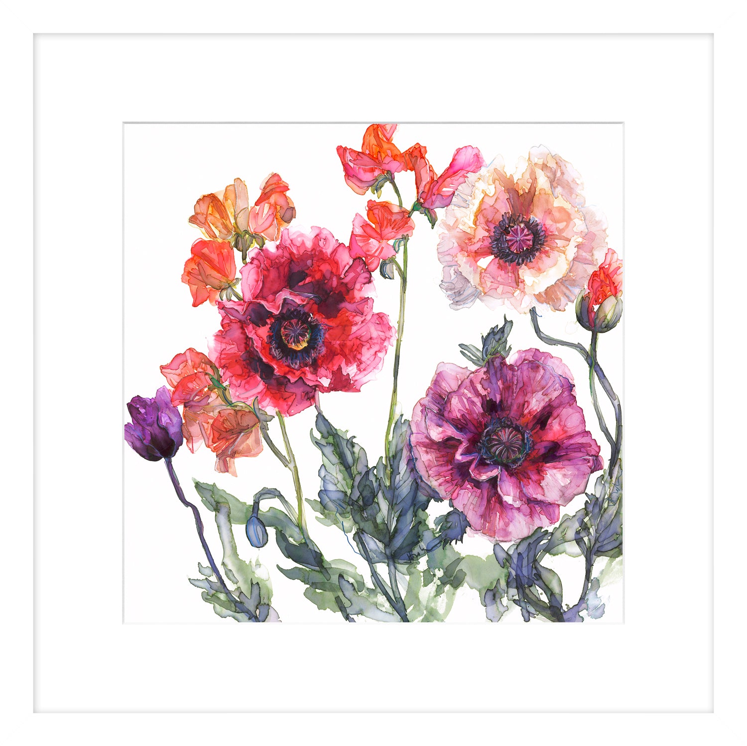 Opium Poppy and Sweet Pea