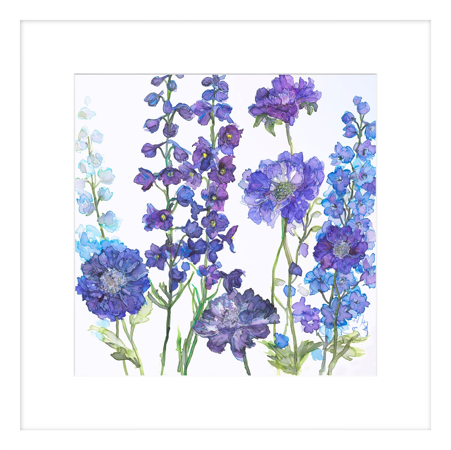 Delphinium and Scabicus